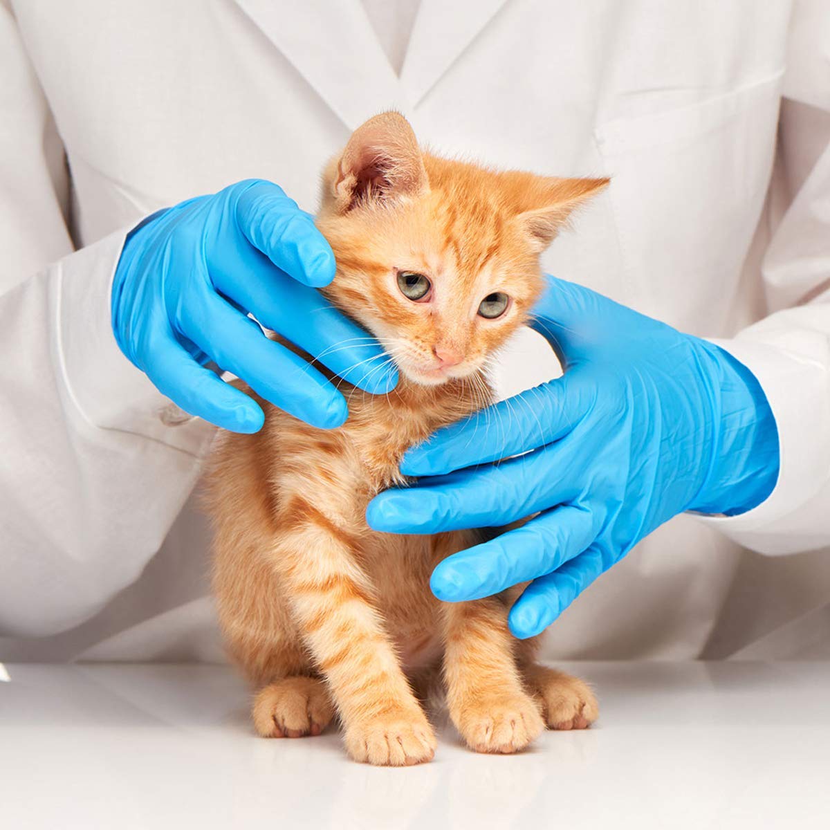 Latex-Free Blue Nitrile Exam G - Exam Glove Nitrile ulasan dan harga